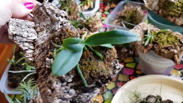 Орхидеи на блоках в квартире. смотреть онлайн