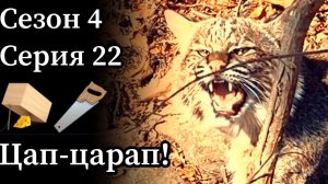 Поймал в капкан рысь. А сезон закрыт! Что делать?
