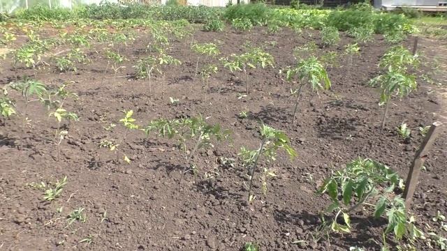 Дождило. Помидоры — красавчики. Арбузы пересадили. Буду кормить коровяком огурцы и помидоры смотреть онлайн