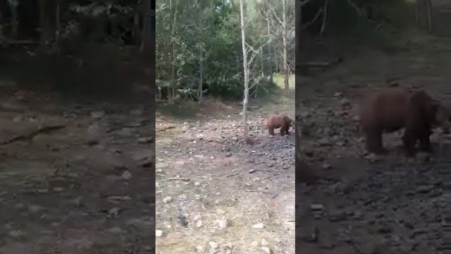 Мишки в лен.области смотреть онлайн