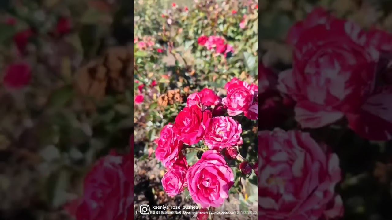 РОЗЫ БУШЕС - здоровые саженцы роз, с хорошо развитой корневой системой. Отправляем по всей России смотреть онлайн