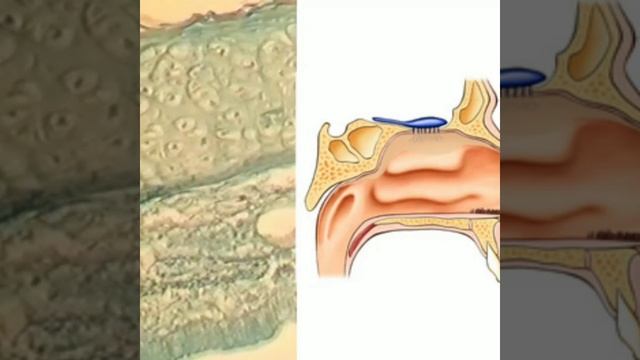 Тыныс алу жолдары смотреть онлайн