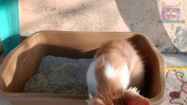 Common but DANGEROUS Mistakes Cat Owners Make! Your Cat's Life Can Depend on This! 🔥 смотреть онлайн