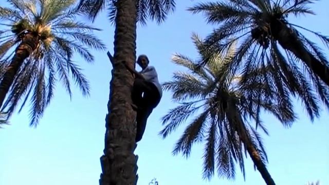 Sahara oasis. Лазать по финиковым пальмам бывает интересно смотреть онлайн