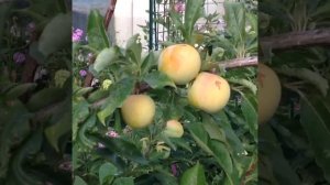 Слива на Урале. сорт "Светлана "