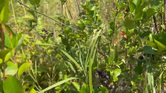 Ищем в лесу потерянные очки. Навещаем лесные, заброшенные сады. Бродим в удовольствие смотреть онлайн