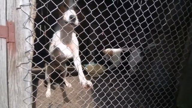 Гончие смотреть онлайн