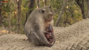 Маленький кроха.Новорожденный детеныш обезьяны..mp4