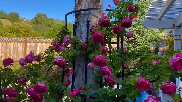 Pretty In Pink Eden Rose 2nd year #rosegarden #diygarden #gardening #organicgardening #rosegardenin смотреть онлайн