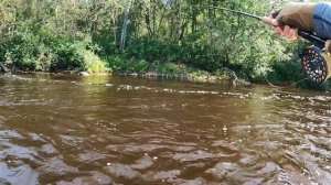 Виды мушек и как на них ловить. Нахлыст для начинающих.