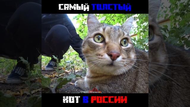 Сегодня умер самый толстый кот Степан:( смотреть онлайн