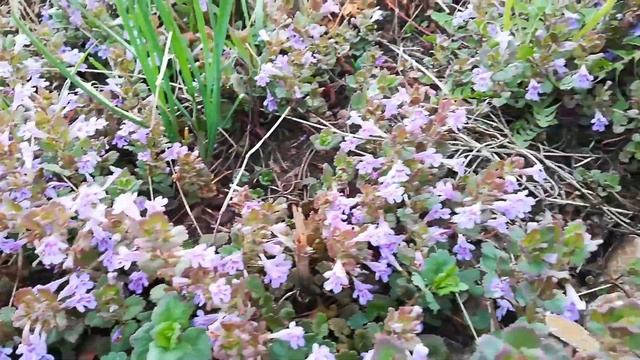 7 лучших Почвопокровников. Многолетние почвопокровные цветы. смотреть онлайн