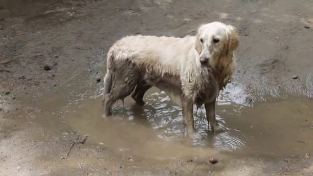 Золотистый ретривер Лана купается в луже