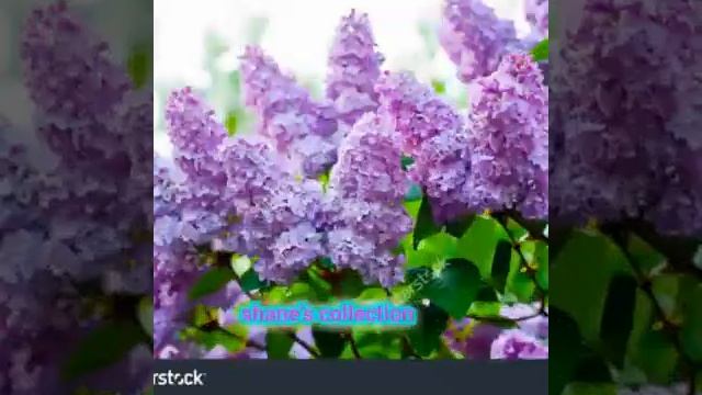 Lord Soriano - Only You. Красивая умиротворяющая музыка. Beautiful Music смотреть онлайн