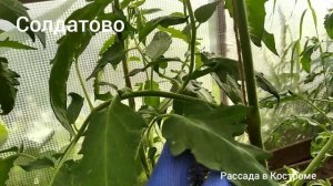 Сорт томата Солдатово