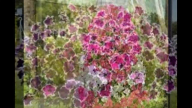 ПЕТУНИ смотреть онлайн