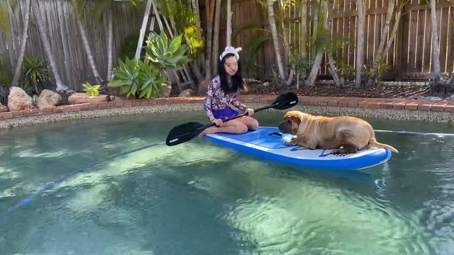 Sharpei on SUP, shy & hate pool water 💦 , wakeboard at swimming pool wrinkly shar pei dog Australia смотреть онлайн