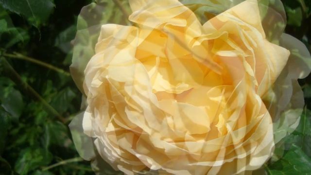 С Днем Рождения, Галина!!! смотреть онлайн