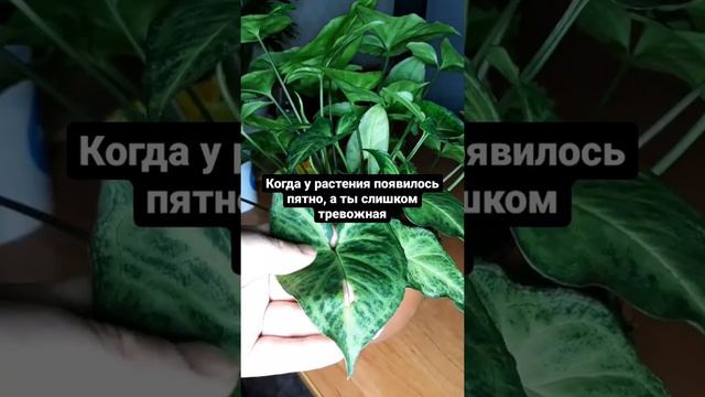 Тоже переживаете за свои растения? смотреть онлайн