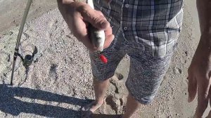 Пеленгас ловля с берега на спиннинг