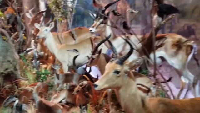 Episode 234: A Wild Safari Tour - Austin Texas смотреть онлайн