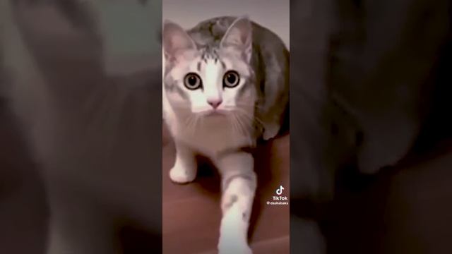 Ты чё плешивый