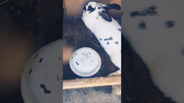 Маи другие животные и птицы Ето утята цыплята куры кралица Рамашка и сабака Шарик 😋😍😘🐕🐰🐔🐓🐑🐣 смотреть онлайн