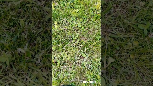 Как играют мини шпицы и мини йорк #питомник #шпицмишка #щенок #ЙоркширскийТерьер смотреть онлайн