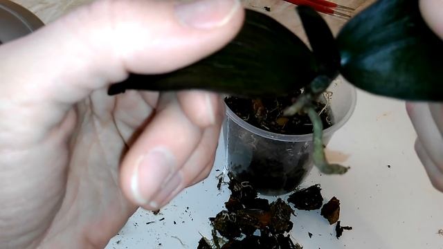 ПОТЕРЯН ТУРГОР ЛИСТЬЕВ ОРХИДЕИ ФАЛЕНОПСИС МИНИ. МЯГКИЕ ЛИСТЬЯ, ПЛОХИЕ КОРНИ. САЖАЕМ ПРАВИЛЬНО. смотреть онлайн