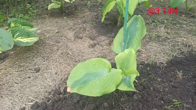 ☘️хостарий Wow! расширяется#petrnovar #запорожье #хосты #hostas #репортаж смотреть онлайн