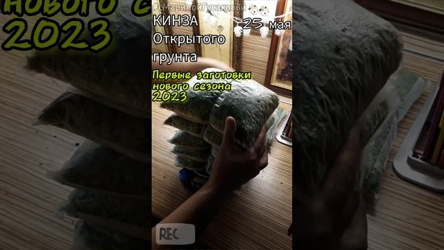 Как заготовить кинзу впрок #Заготовки на зиму один из способов | часть 2-ая?26 мая? смотреть онлайн