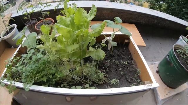 ВЫРАЩИВАНИЕ ПЕТРУШКИ, РЕДИСКИ И ПОМИДОРОВ НА СУШИЛКЕ ВТОРОГО ЭТАЖА / ПРОБЛЕМЫ С ЗЕМЛЁЙ 05 июля 2020