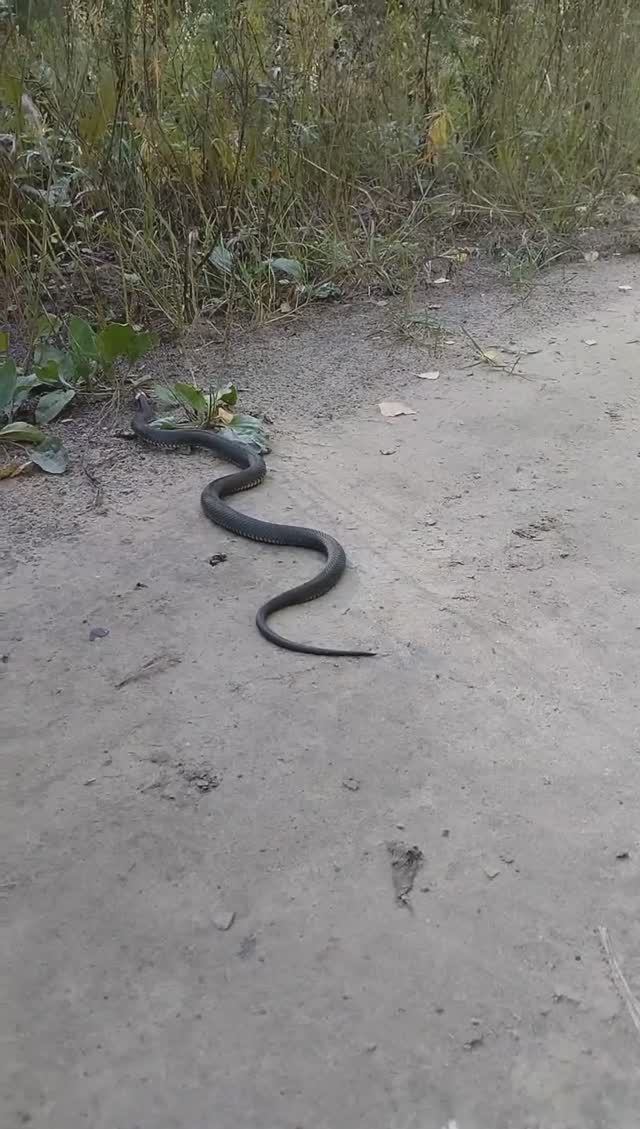 #shorts Ужик уползает