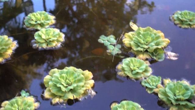 ПЛАВАЮЩИЕ РАСТЕНИЯ ДЛЯ ПРУДА, полезные чистильщики водоёма на даче! Питомник водных растений в пруд смотреть онлайн