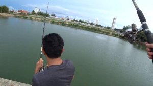 РЫБАЛКА В ТАЙЛАНДЕ. Ловля сомов, пангасиуса в Паттайе. Fishing park Pattaya