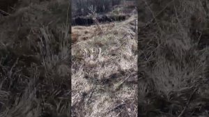 Охота с пневматикой