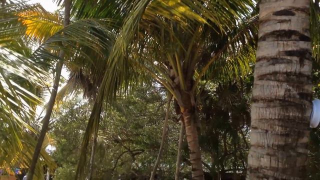 Пляж Карибского моря.Гондурас. 7часть .2015г. смотреть онлайн