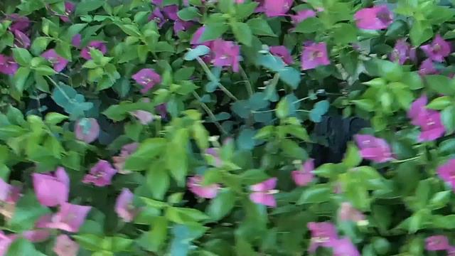 Bougainvillea смотреть онлайн