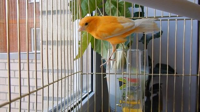 Заводим канарейку. Интересные факты про канареек смотреть онлайн