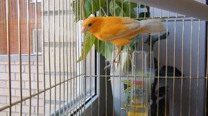 Заводим канарейку. Интересные факты про канареек