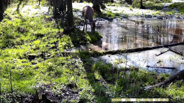 Фотоловушка в лесу возле новой лужи смотреть онлайн