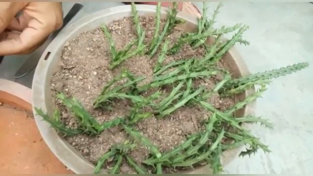 Huernia aspera succulent plant propagation смотреть онлайн