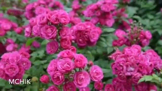 Шикарные клумбы с розами в вашем саду. Роза Dinky, Динки. Пышное цветение роз. Розы Ленса. смотреть онлайн