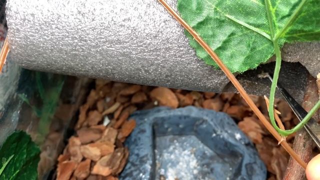 Реснитчатый бананоед / завели геккона / кормим бананоеда смотреть онлайн