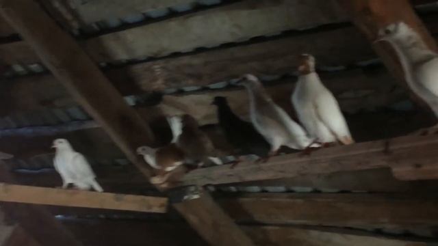 "Голубятник Казани"Новый голубь,Русский почтовый.? смотреть онлайн