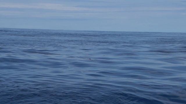 Blue Marlin Eating A Live Bonita! смотреть онлайн