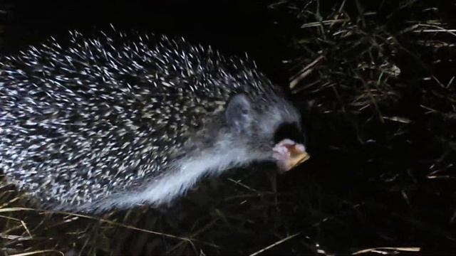 Ёжик ест колбасу в лесу смотреть онлайн