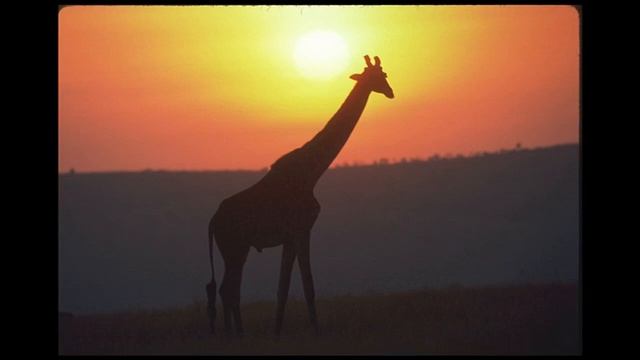 130099 African Specialty Animals SSTV PD120