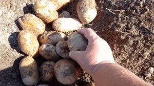 Картофель сорт Инноватор