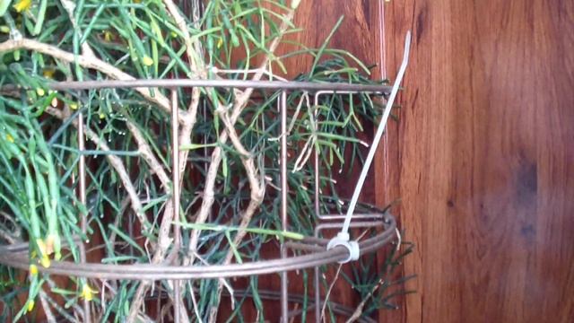 Лайфхаки. Приспособление для комнатных цветов. Хранилище для баночек и другого...